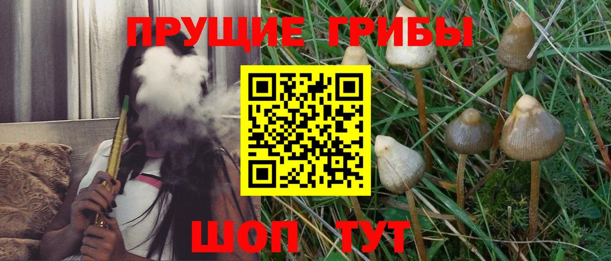 Муравленко  Псилоцибиновые грибы Cubensis  Вход с VPN 